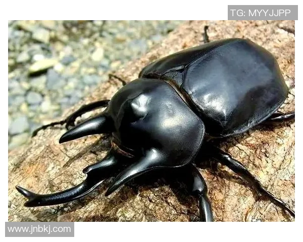 探索足球野果的奇妙世界与其在运动中的潜在价值与应用